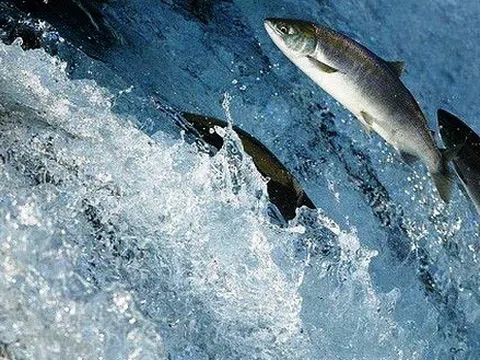 Doanh nhân Việt - với tinh thần “khó khăn đến mấy chúng ta cũng vượt qua”